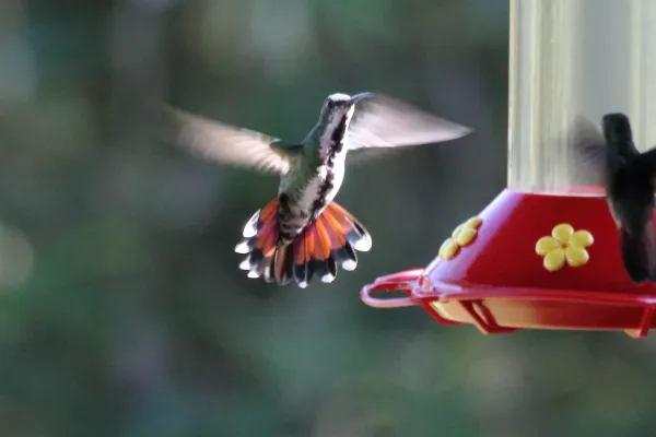 File:Anthracothorax prevostii female in flight.jpg