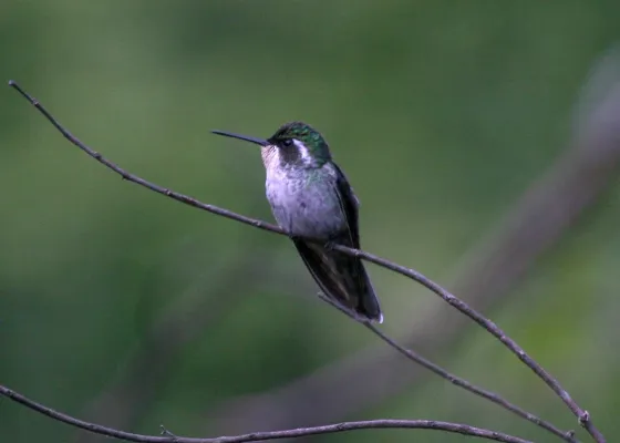 File:Lampornis sybillae (female).jpg
