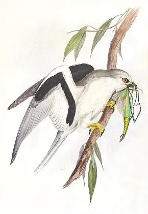 File:Elanus scriptus.jpg