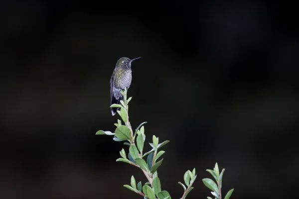 File:Tyrian Metaltail (Metallura tyrianthina) 1.jpg