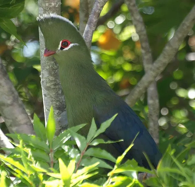 File:Tauraco corythaix.jpg