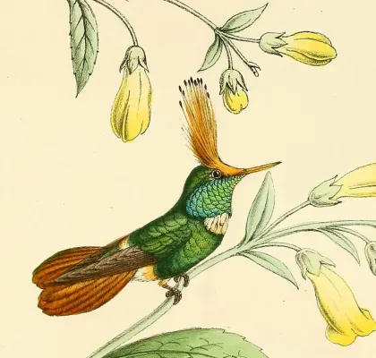 File:Lophornis stictolophus Bevalet.jpg