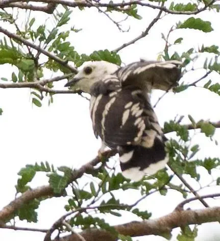 File:Pachycoccyx audeberti, Tanzanië.jpg