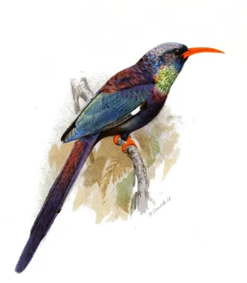 File:Phoeniculus damarensis Goodchild.jpg