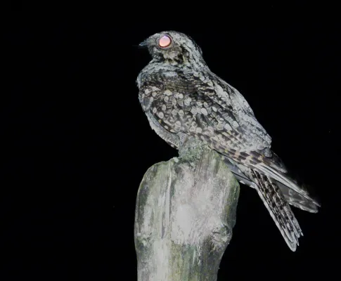 File:CaprimulgusIndicus3.jpg