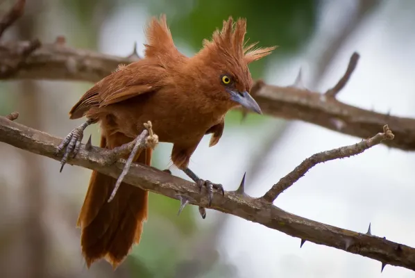 File:Pseudoseisura cristata -Paraiba, Brasil-8.jpg