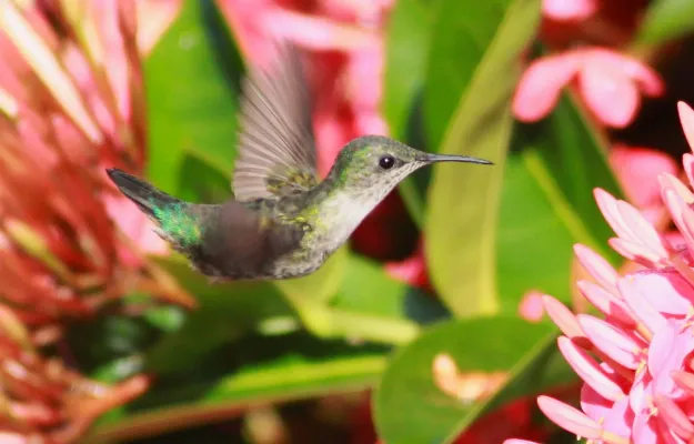 File:DRbirds Mellisuga minima 1.jpg