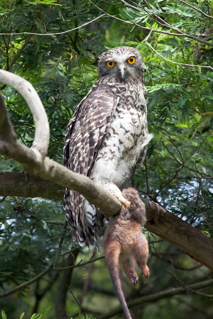 File:Ninox strenua -Lane Cove National Park, Sydney, Australia-8.jpg
