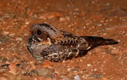 File:Caprimulgus pectoralis, Limpopo Prov, Maguire.jpg