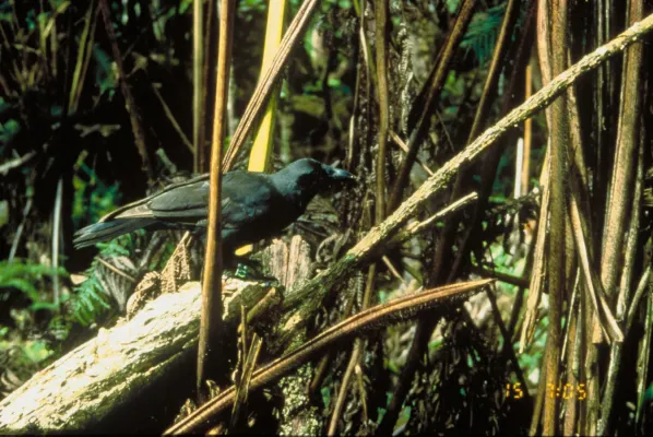 File:Corvus hawaiiensis.JPG