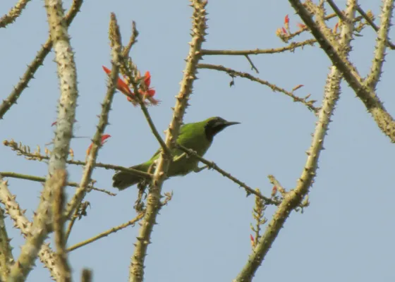 File:Chloropsis jerdoni, male.jpg