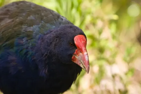 File:Takahe Porphyrio mantelli.jpg