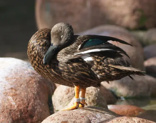 File:Anas.melleri.3.jpg
