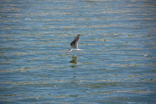 File:African Skimmer (Rynchops flavirostris).jpg