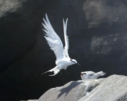 File:Black-naped Tern (Sterna sumatrana).jpg