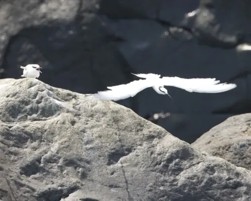 File:Black-naped Tern (Sterna sumatrana) 1.jpg