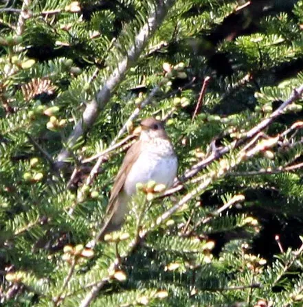 File:Catharus bicknelli Mount Ellen 3.jpg