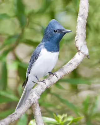 File:Myiagra rubecula - Australian National Botanic Gardens edit1.jpg