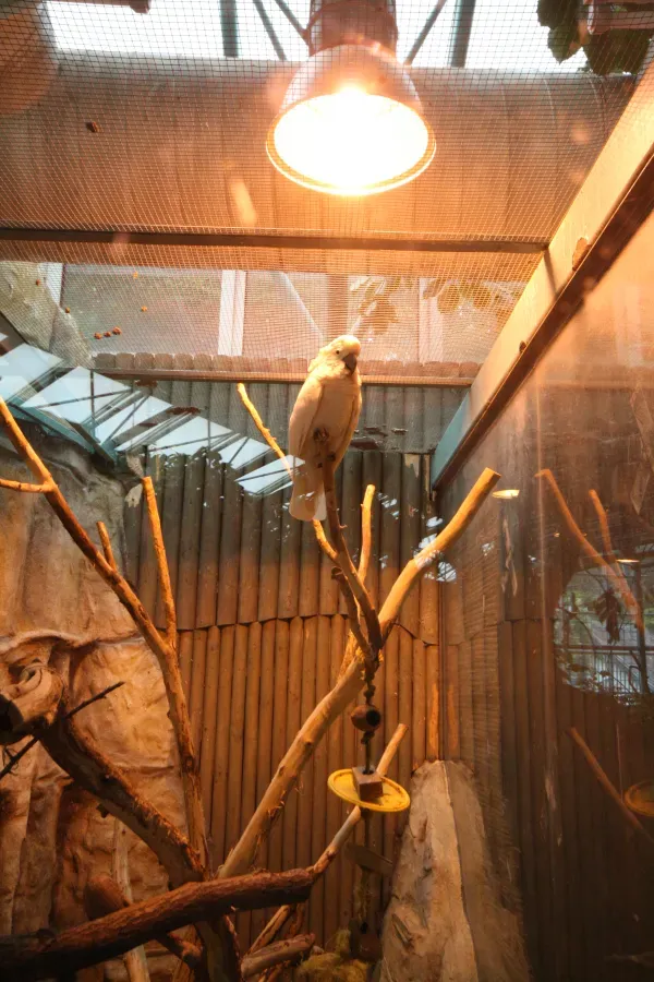 File:Cacatua moluccensis in Liberec Zoo in Liberec, Liberec District.jpg