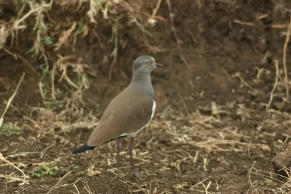 File:Vanellus melanopterus, Ngorongoro 1.jpg