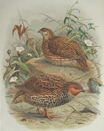 File:Coturnix novaezelandiae.jpg