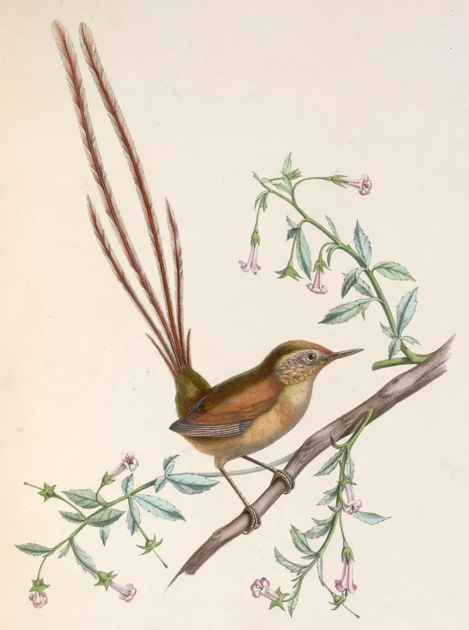 File:Sylviorthorhynchus desmursii 1849.jpg