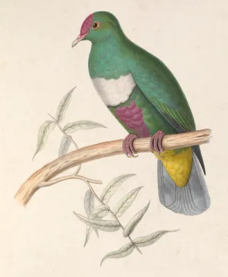 File:Ptilinopus rivoli 1849.jpg