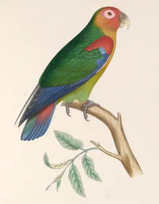 File:Hapalopsittaca amazonina 1849.jpg