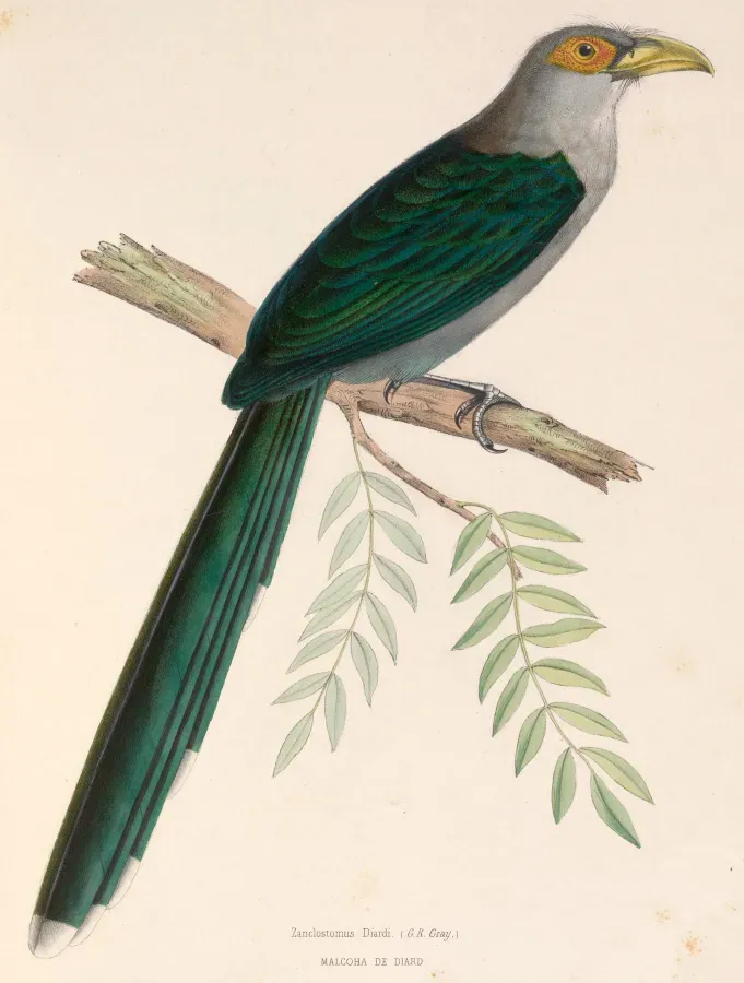 File:Phaenicophaeus diardi 1849.jpg