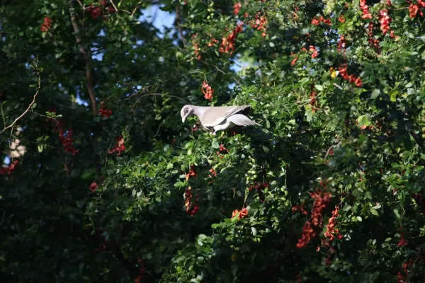 File:Patagioenas corensis - Bare-eyed Pigeon - Venezuelankyyhky IMG 1016 C.JPG