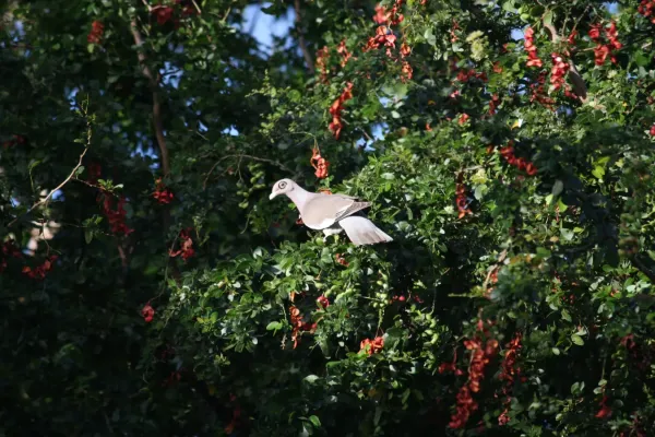 File:Patagioenas corensis - Bare-eyed Pigeon - Venezuelankyyhky IMG 1015 C.JPG