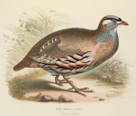 File:Ammoperdix griseogularis 1849.jpg