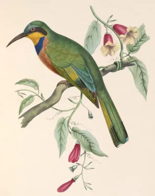 File:Merops variegatus lafresnayii 1849.jpg