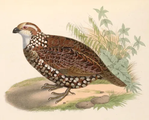 File:Colinus leucopogon 1849.jpg