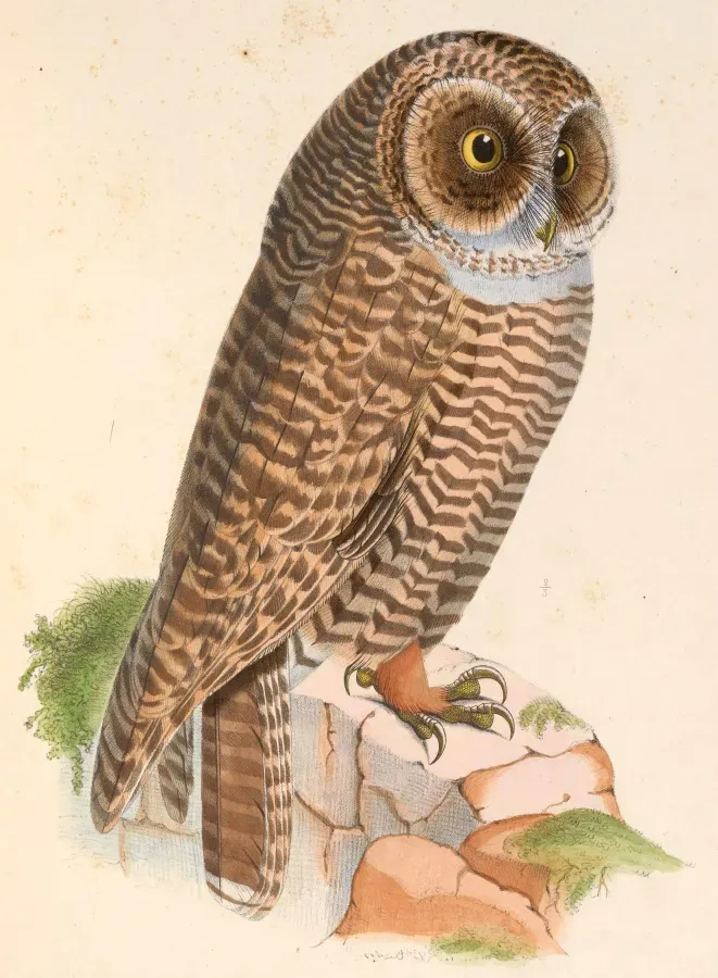 File:Strix rufipes 1849.jpg