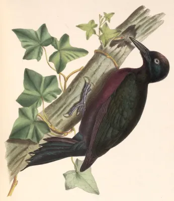 File:Melanerpes herminieri 1849.jpg