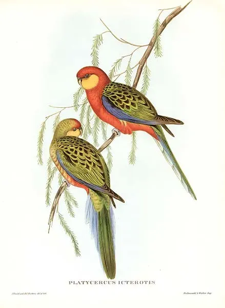 File:Platycercus icterotis by Gould.jpg