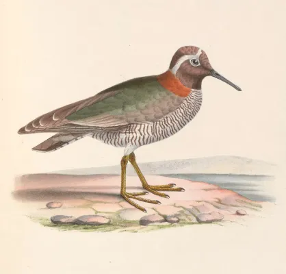 File:Phegornis mitchellii 1849.jpg