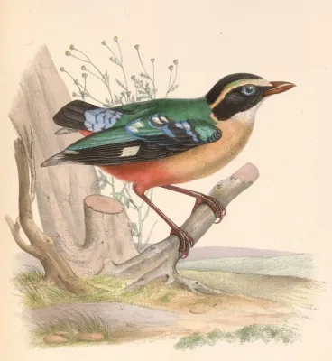 File:Pitta angolensis 1849.jpg