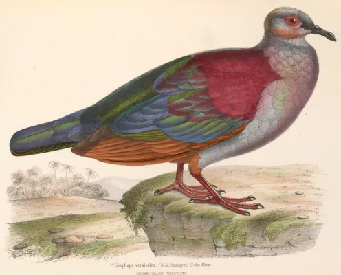 File:Geotrygon versicolor 1849.jpg