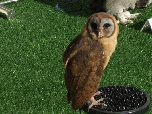 File:Tyto glaucops.jpg