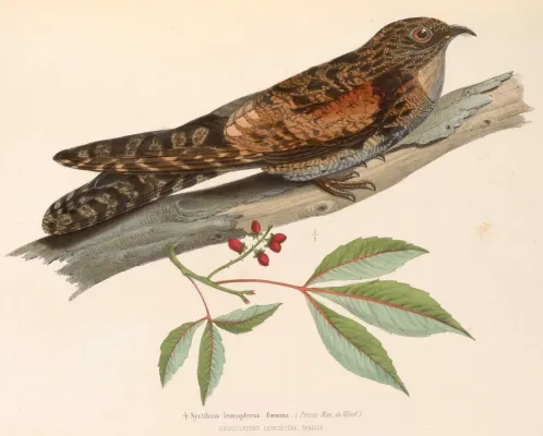 File:Nyctibius leucopterus female 1849.jpg