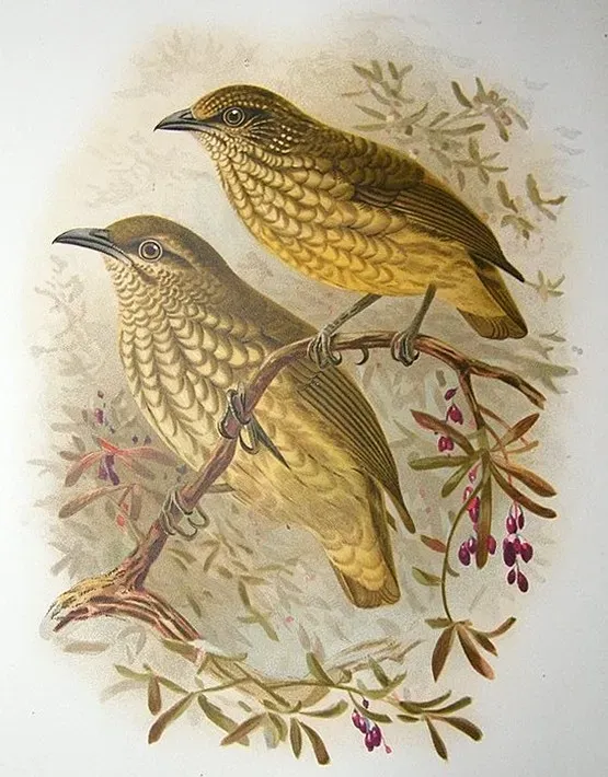 File:Philepitta castanea & Philepitta schlegeli Keulemans.jpg