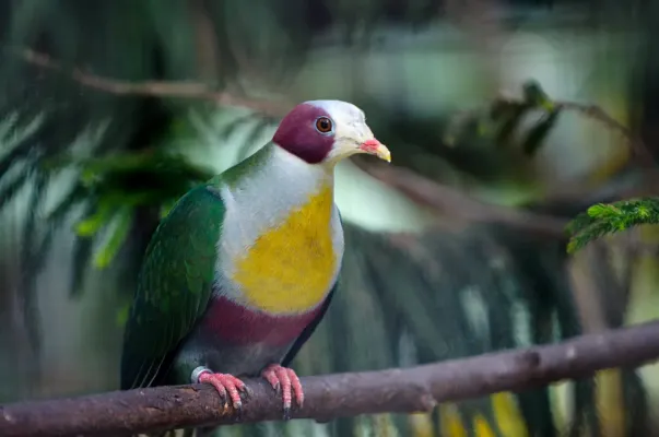 File:Ptilinopus occipitalis -zoo -adult-8a.jpg
