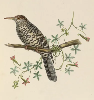 File:Campylorhynchus megalopterus 1849.jpg