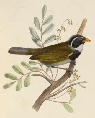 File:Arremon aurantiirostris 1849.jpg