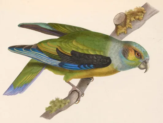 File:Hapalopsittaca melanotis 1849.jpg