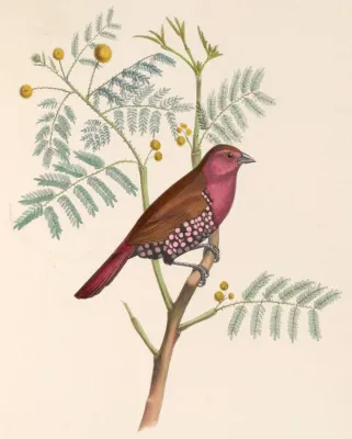 File:Hypargos margaritatus 1849.jpg