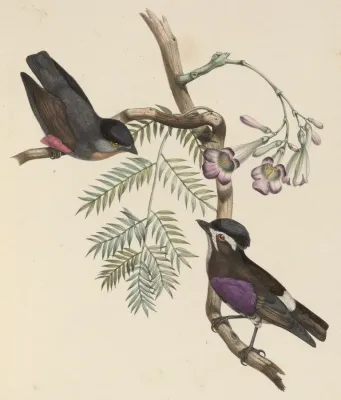 File:Iodopleura isabellae & Iodopleura pipra 1849.jpg