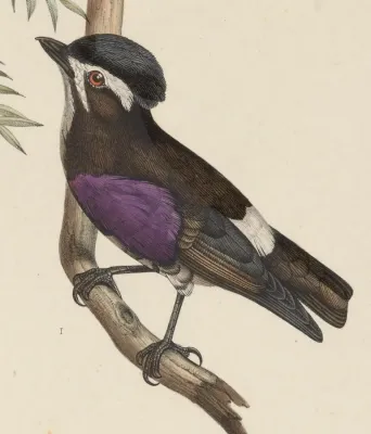 File:Iodopleura isabellae 1849.jpg